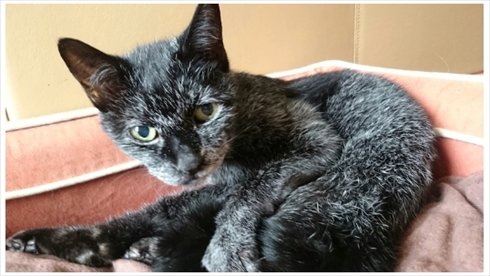 杉本彩 ペット 犬 猫 里親 動物愛護 アントニオ