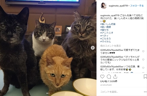 杉本彩 ペット 犬 猫 里親 動物愛護 アントニオ ベティ こたろう マイケル