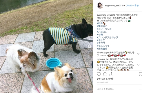 杉本彩 ペット 犬 猫 里親 動物愛護 アントニオ きなこ チワワ でんじろう