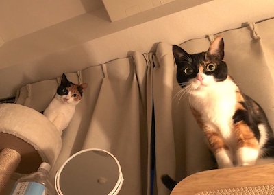 飼い主さんを観察してみたり