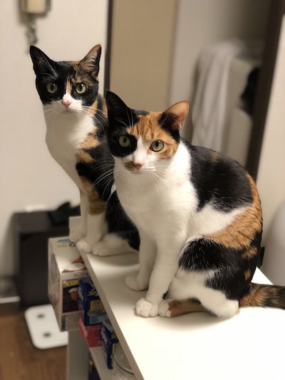 おそろい模様がかわいいね