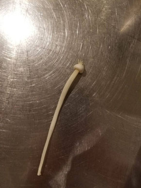 エノキonエノキ