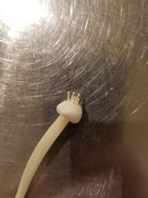 エノキonエノキ