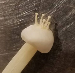 エノキonエノキ