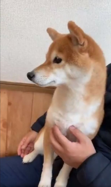 柴犬女子コウ
