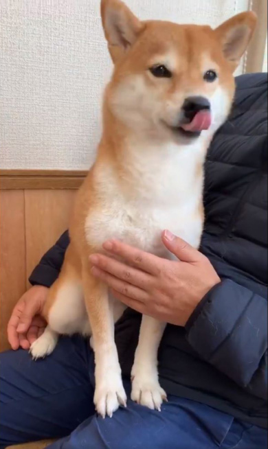 柴犬女子コウ