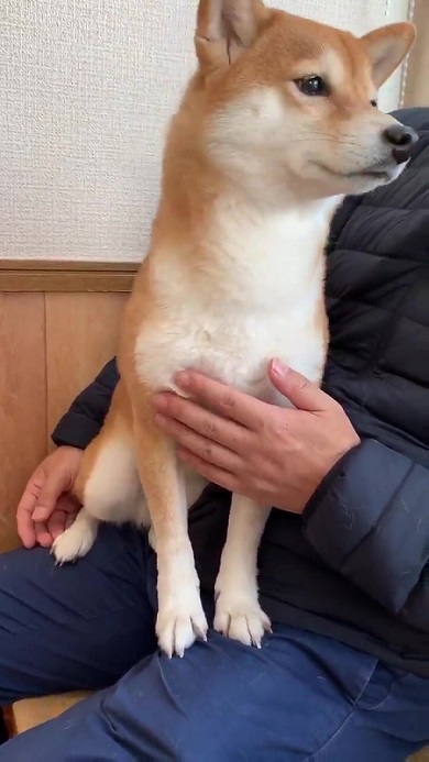 震える犬