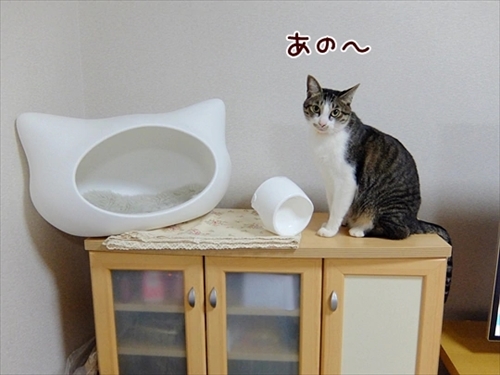 柴犬ひかりといちごと猫ミルキー