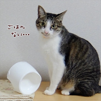柴犬ひかりといちごと猫ミルキー