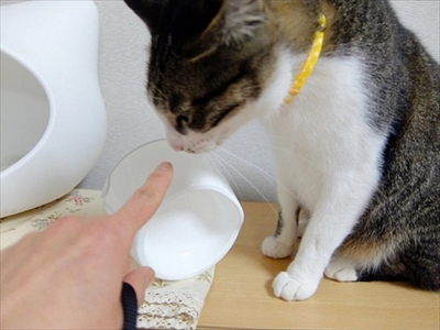 柴犬ひかりといちごと猫ミルキー