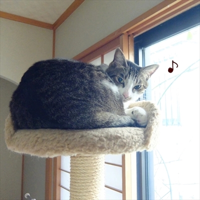 柴犬ひかりといちごと猫ミルキー