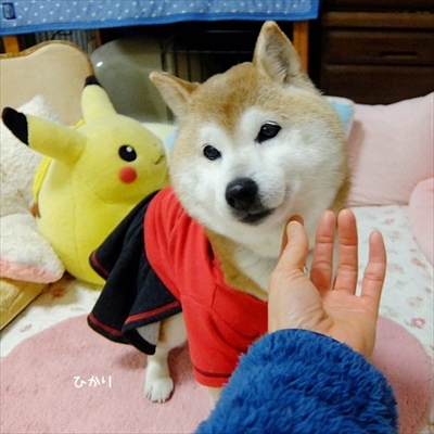 柴犬ひかりといちごと猫ミルキー