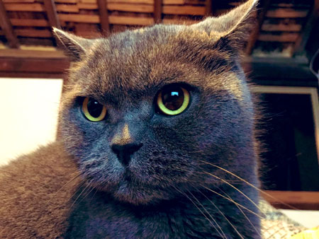 キメ顔あおさん