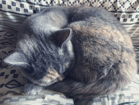 ブンちゃんドアップ