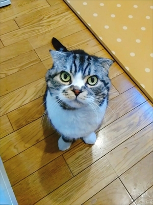 なめネコれおくんピーチくん