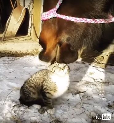 すごい顔のネコちゃん