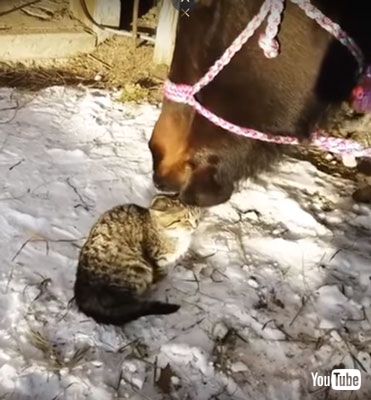 ネコちゃんをなでるウマ