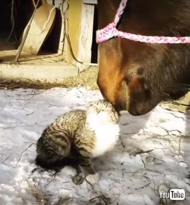 気持ちよさそうなネコちゃん