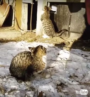 見上げるネコちゃん