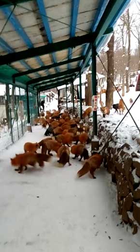 宮城蔵王 キツネ村 キツネ多すぎ 処理落ち
