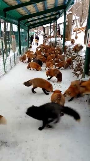 宮城蔵王 キツネ村 キツネ多すぎ 処理落ち