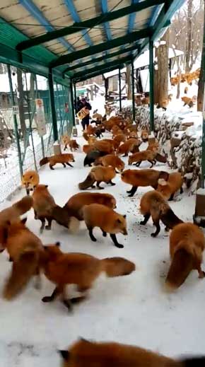 宮城蔵王 キツネ村 キツネ多すぎ 処理落ち