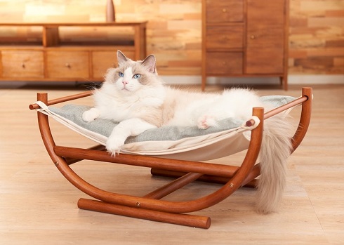 ねこのひょっこり展