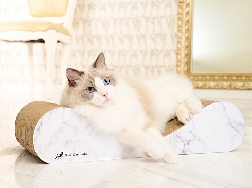 ねこのひょっこり展