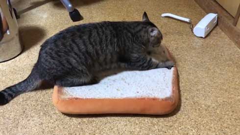 手ごねパン職人の朝は早い 猫 モミモミ 食パン クッション