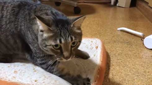 手ごねパン職人の朝は早い 猫 モミモミ 食パン クッション