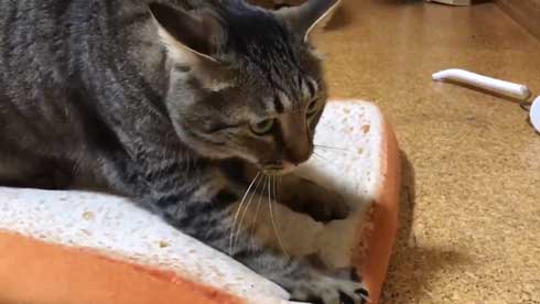 手ごねパン職人の朝は早い 猫 モミモミ 食パン クッション