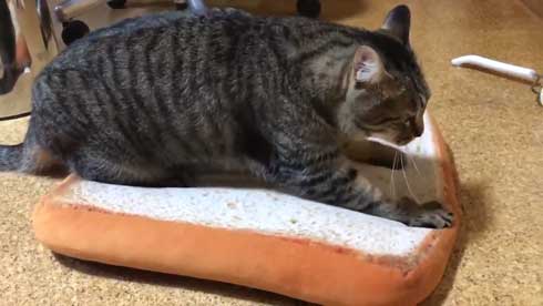 手ごねパン職人の朝は早い 猫 モミモミ 食パン クッション