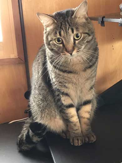 手ごねパン職人の朝は早い 猫 モミモミ 食パン クッション