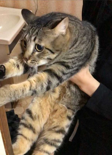 手ごねパン職人の朝は早い 猫 モミモミ 食パン クッション