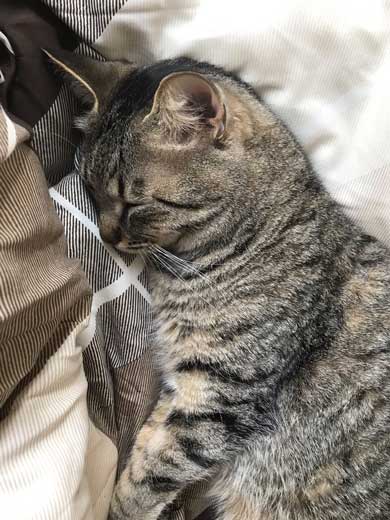 手ごねパン職人の朝は早い 猫 モミモミ 食パン クッション