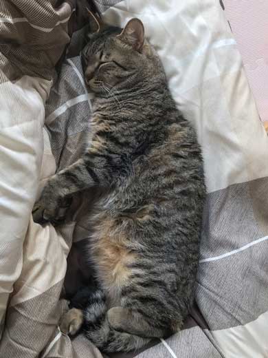 手ごねパン職人の朝は早い 猫 モミモミ 食パン クッション