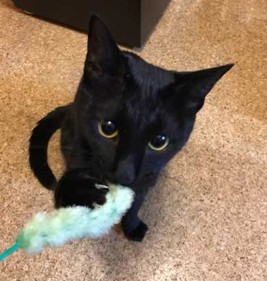 手ごねパン職人の朝は早い 猫 モミモミ 食パン クッション