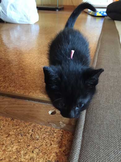 手ごねパン職人の朝は早い 猫 モミモミ 食パン クッション