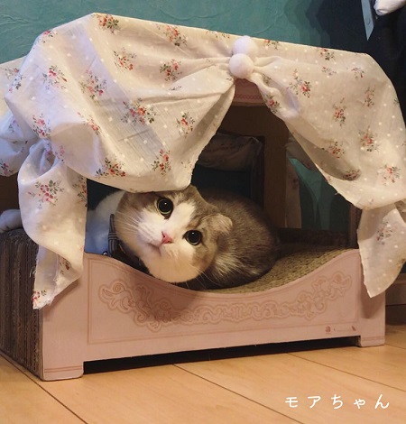 ニャンメルベッド