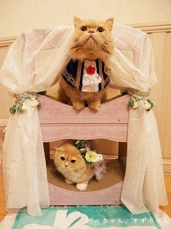 ニャンメルベッド