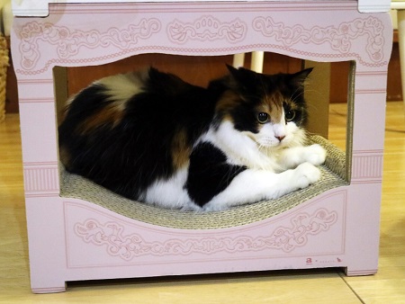 ニャンメルベッド