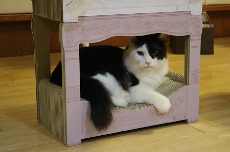 ニャンメルベッド