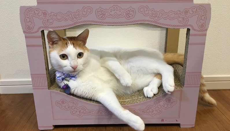 世界に一つだけのベッドにお猫さまも大満足 プリンセスデザイン