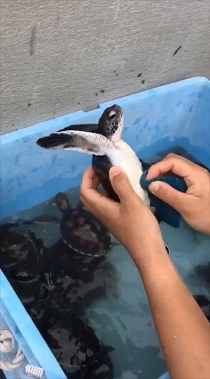 小笠原海洋センター　カメさん