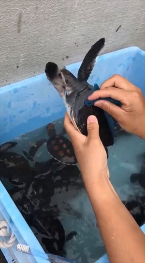 小笠原海洋センター　カメさん