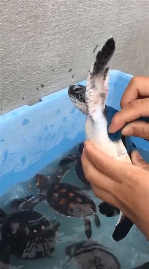 小笠原海洋センター　カメさん