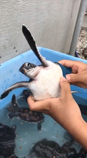 小笠原海洋センター　カメさん