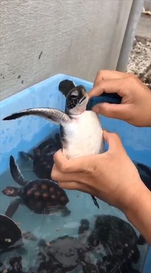 小笠原海洋センター　カメさん