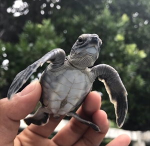 小笠原海洋センター　カメさん