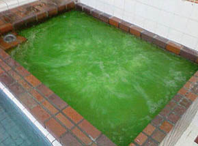 浦和なのに鹿島湯